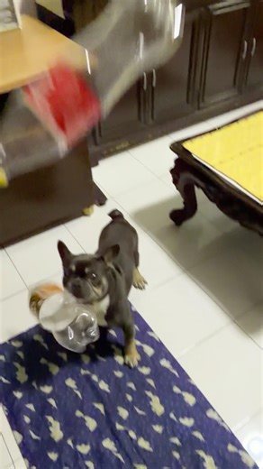 #environmentfriendly #plasticbottle #compactor #frenchbulldog #frenchie #westbrook #kalakadoggie