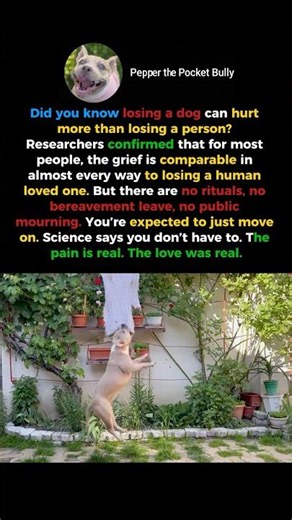 Why Losing Your Dog Hurts So Much #shorts
