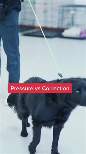 Understanding Pressure vs Correction in Dog Training