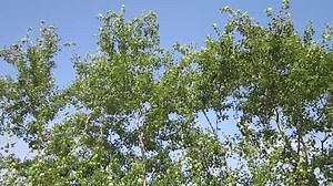File:20130727Populus tremula6.ogv - Wikimedia Commons