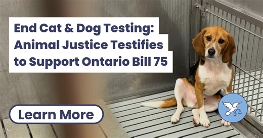 End Cat & Dog Testing: Animal Justice Testifies to Support Ontario Bill 75