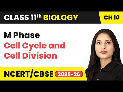 M Phase - Cell Cycle and Cell Division | Class 11 Biology Chapter 10 | CBSE 2025-26