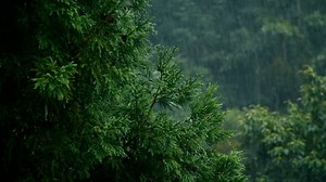 树 雨 大雨 - Free video on Pixabay
