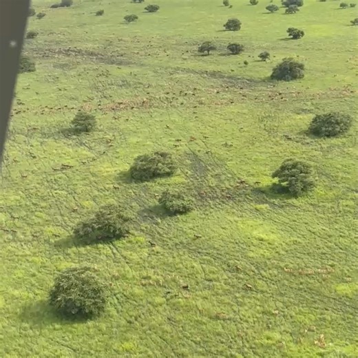 Boma & Badingilo National Parks, South Sudan on Instagram: "Check out this beautiful aerial footage of wildlife captured recently while flying over the Jonglei area, north of Badingilo National Park. 💚 @africanparksnetwork @savannahaircraft @stol_africa #Badingilo #SouthSudan #Conservation #FlyingForConservation #SavannahAircraft Footage by Cullen Lang."