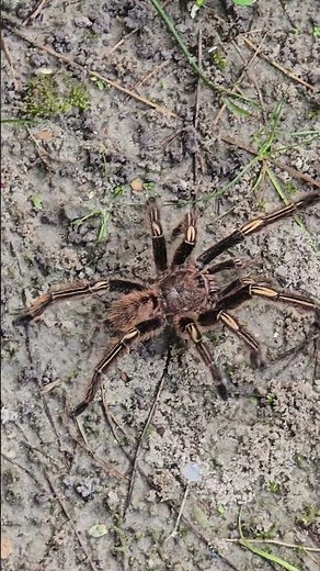 Aranha | Caranguejeira Esqueleto #faunadobrasil #faunabrasileira