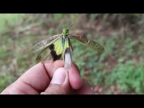 Wow! 2 minutes, the sound of locusts flying non stop