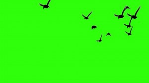 Flock Birds Flying Green Screen Like Stock Footage Video (100% Royalty-free) 1047744073 | Shutterstock