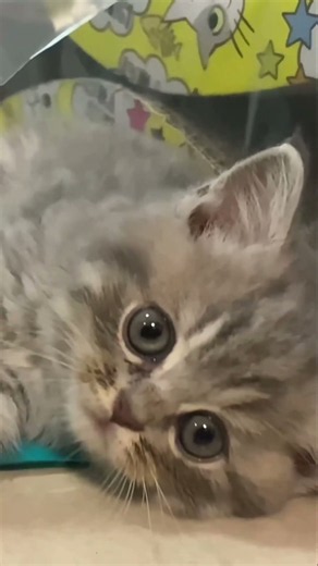 👆🏻 【猫が喜ぶ映像】QQcar cat 🥰癒し🥰#猫 #子猫 #ねこ #고양이#猫が喜ぶ映像#새끼고양이#고양이동영상