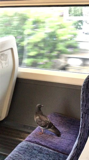 Encounter with Last Passenger Pigeon in London