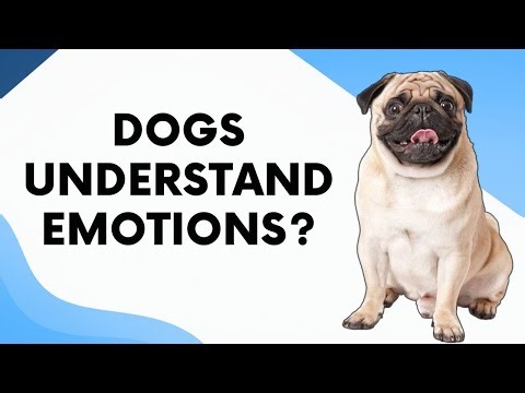 Do Dogs Understand Human Emotions?
