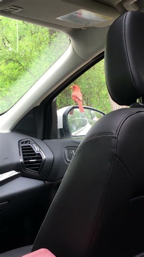 Cardinal Fighting 2