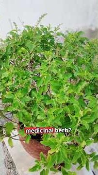 🌿 Tulsi Plant Secrets You Didn't Know! | Holy Basil Scientific Facts #Shorts #Floraverse