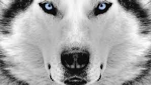 Prime Field: The international chase no one saw coming | UCONN Territory - Women's Basketball