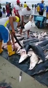 China’s Expanding Fishing Fleet Is Depleting the World’s Oceans - also Illegally fishing off the Galapagos Islands.The Chinese-flagged ship Fu Yuan Yu Leng 999 was apprehended with some 300 tonnes of near-extinct or endangered species, including hammerhead sharks.Shark fin is a status symbol for many Chinese, prized as nourishment and consumed in a shredded jelly-like soup. 😡 And Shark liver oil, or squalene, is one of the most popular ingredients for cosmetics and health supplements. Squalene 