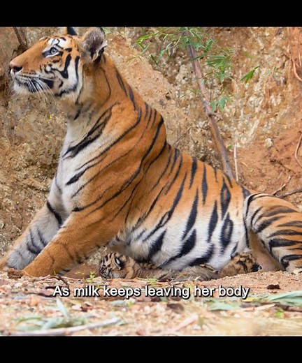 Python Attack Foiled: Tiger Cub's Brave Stand