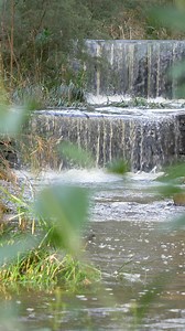 Michael Perry Botanic Reserve is Burnside's best kept secret and a wonderful place to explore any time of year. Enjoy the lush trail that loops around Second Creek for a short 1.7 km walk, or extend it even further and follow Second Creek westbound through Willowbridge Reserve, Simpson Reserve, Hubbe Court Reseve, Moorcroft Reserve, Harris Reserve and finally Philps Reserve! | City of Burnside