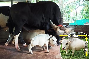 Tiny cow is believed to be the shortest in the world at just 20in tall