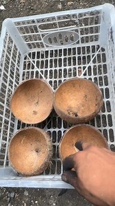 Coco husk vs. coconut shell | Sapphire Aviary