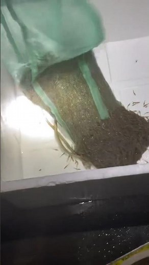 Releasing Thousands of Shrimp Fry: Farmer Prepares for Pond Stocking 👀