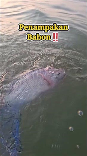 MUJAIR BABON UKURAN 8 JARIAN‼️ #fishing #mancing