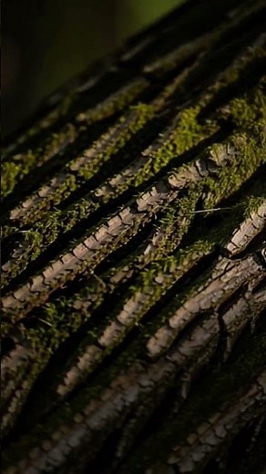 Nature’s Art — Detailed Tree Bark Pattern in the Heart of the Forest 🌳