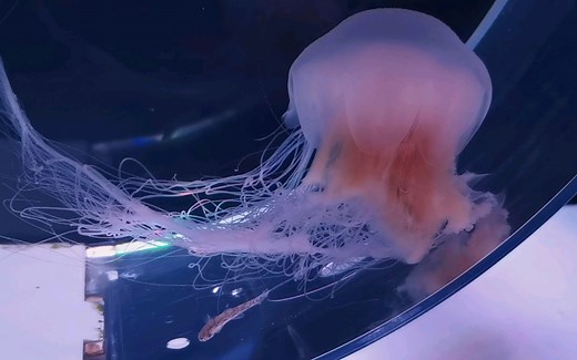 狮鬃水母（紫色霞水母）捕食虾虎鱼