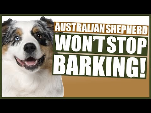 How To Stop Your AUSTRALIAN SHEPHERD Barking