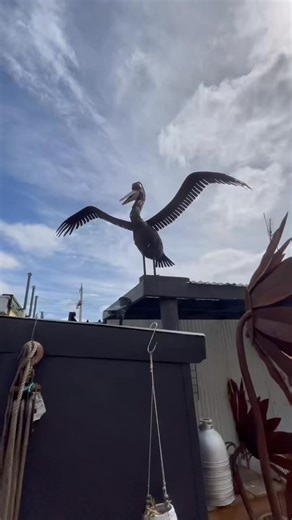 Rusty goodness every way you turn at Rustorations! Christmas is coming up, so much locally made art in store, come for a look. ❤️ #recycled #collectibles #rustorationsmb #vintage #upcycled #localartists #devonshiretea #livemusic #coffeetime #coffee #art #gifts #gardenart #garden #evolving #foreverevolving #Forever #music #local #localtalent #talent | Rustorations