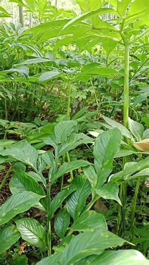 tanam porang sekali, setiap tahun bisa panen.