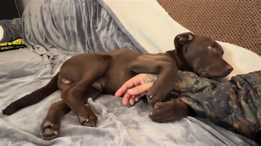 When that rem sleep hits different.. sorry dad 😅 #dog #dogsoftiktok #chocolatelab #puppy #fyp