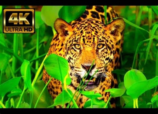 森林里令人惊叹的野生动物放松电影 - 动物纪录片