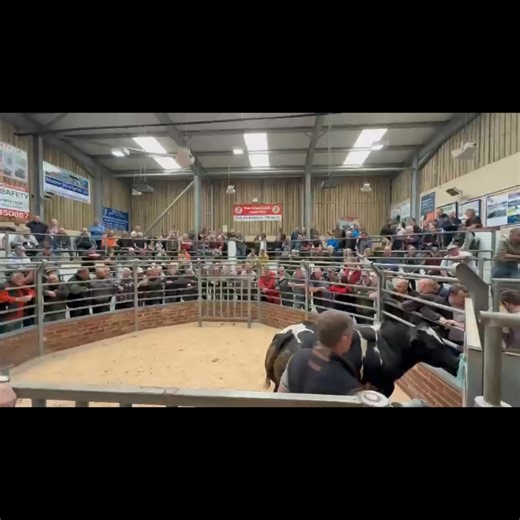 Gisburn Auction Mart on Reels