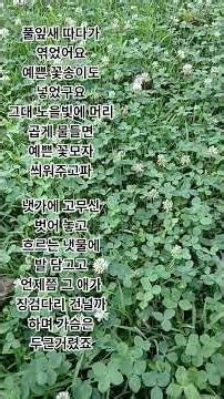 #박창근#산골소녀의 사랑이야기#예민#네잎 클로버#행운
