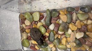 Wee lil turtle who was in the egg too long. His lil shell is deformed. But how precious. | Wild at Heart Rescue