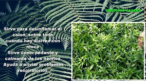 Para que sirve el curibano planta