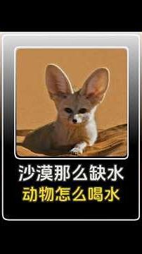 沙漠那麼缺水，動物們是怎么喝水的？ #科普 #沙漠動物 #科普一下 #生物科普 #動物科普