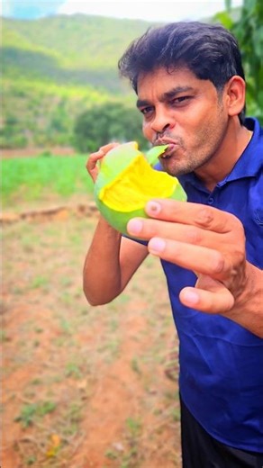 🥭 Mango Harvesting Started