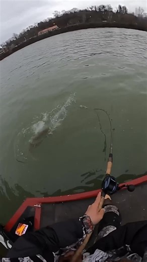 I HOOKED A GIANT 50 incher!!!!!! #freshwaterfishing #musky #fishing #fish | Musky Addict