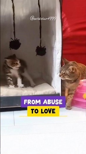 Rescued Kitten Abused by Owners Finds the Perfect Foster Mom ❤️