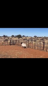 14 reactions | ‼️Our Dorper T5 Ram, One of the most fertile of our...