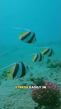 The Fish Pet Stores Don't Tell You About #aquariumfacts #moorishidol