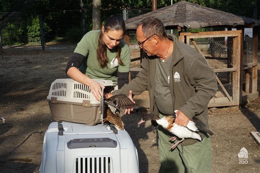 PHOTOS, VIDEO: Animals from zoo in Budapest relocated due to flood