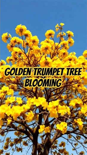 Golden Trumpet Tree Blooming, Time Lapse #shorts