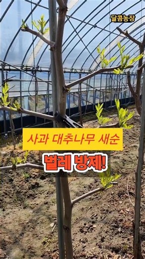 사과대추나무 새순 사수작전!