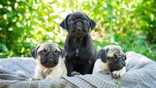 Evolution of pugs and Persians converges on cuteness | Cornell Chronicle