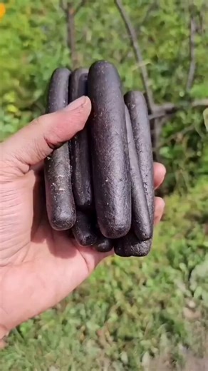 "When freedom is outlawed, only outlaws will be free."🖐️ Bundle of hand-rubbed Nepalese Charas — the living gold of the Himalayas.🍫 Charas is the oldest known cannabis concentrate on Earth, born thousands of years ago in the humid high valleys of Nepal and India where dry-sifting simply doesn’t work. The ancient method: skilled hands gently rub the flowering tops of living plants at peak resin ripeness — no drying, no machines — collecting pure trichomes straight from the living herb. Slow, de