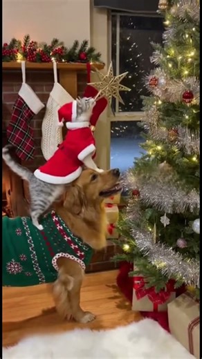 Christmas Ideas with Cats and Dogs: The Cutest Holiday Moments