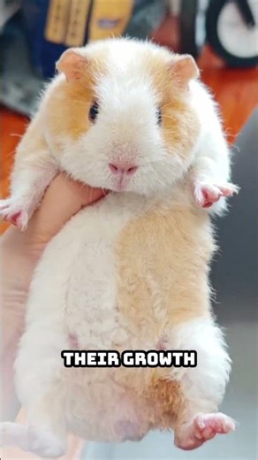 How Big Can Guinea Pigs Grow? (Size Explained)