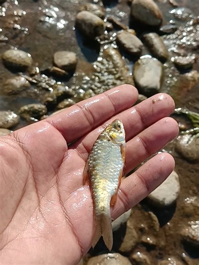 Understanding Fish Life and Care Basics