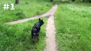 How K9 police dogs track down suspects using scent